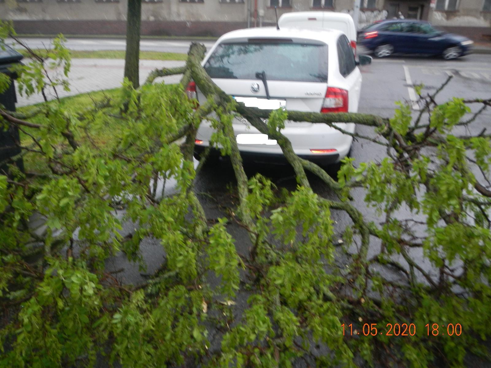 Spadlý strom, České Budějovice - 11. 5. 2020 (1).JPG