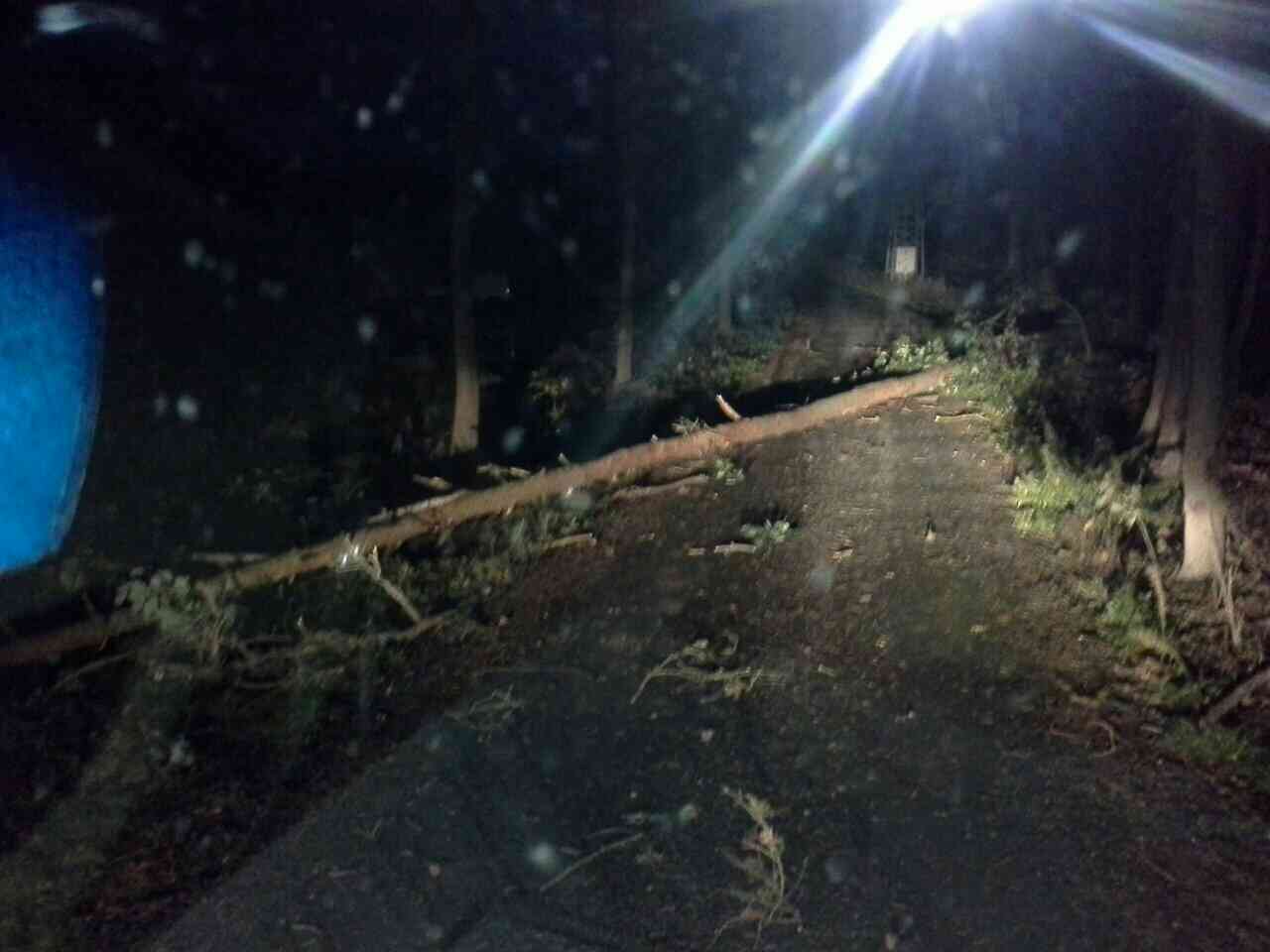 Strom Býšť.jpg