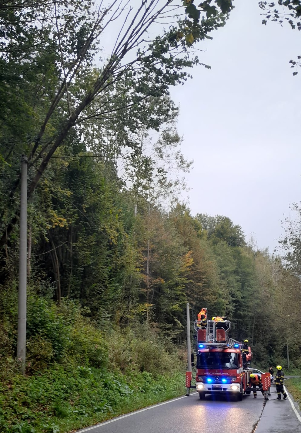 Strom na drátech el. vedení, Železný Brod