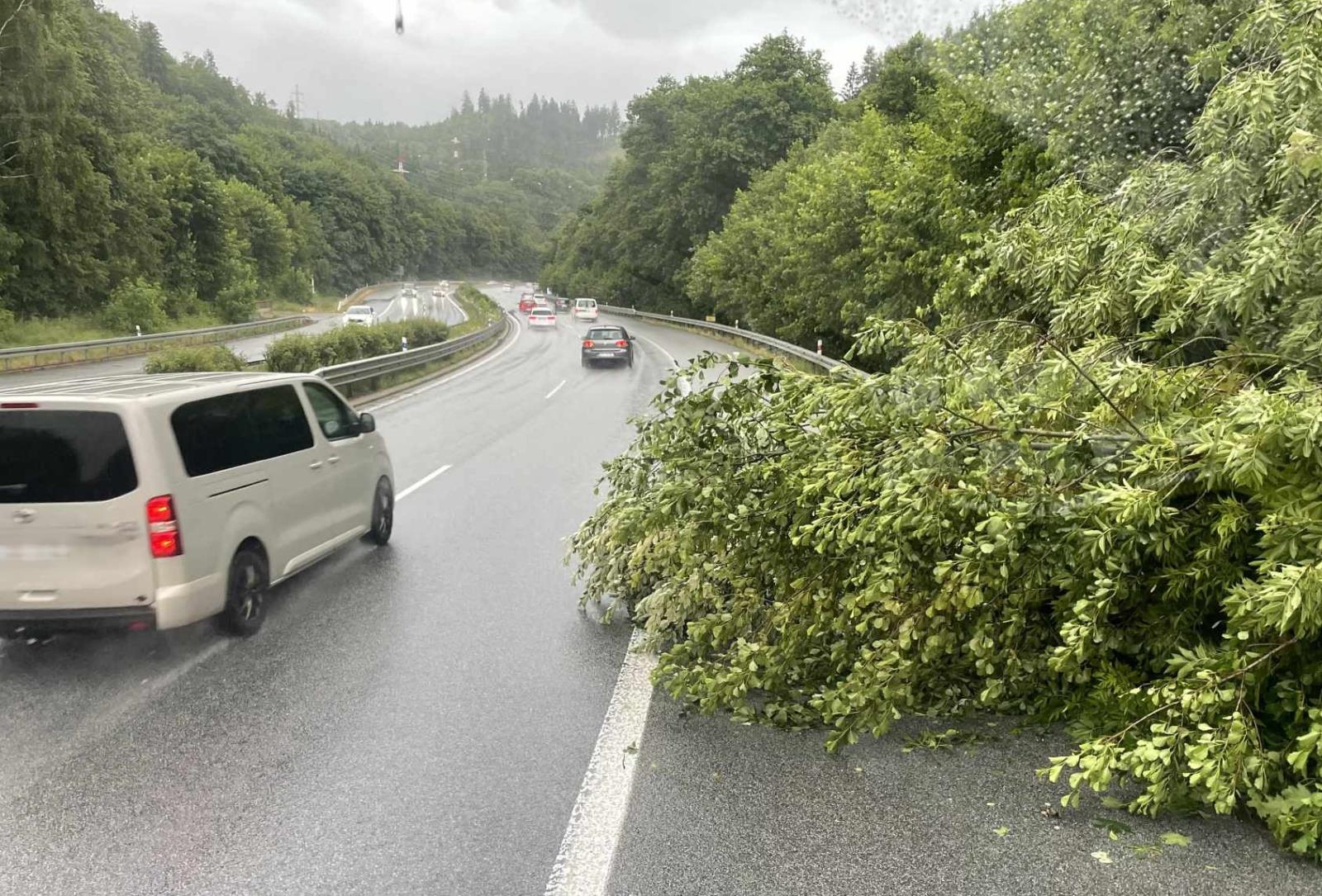 Strom na komunikaci I/35 nedaleko Hodkovic nad Mohelkou