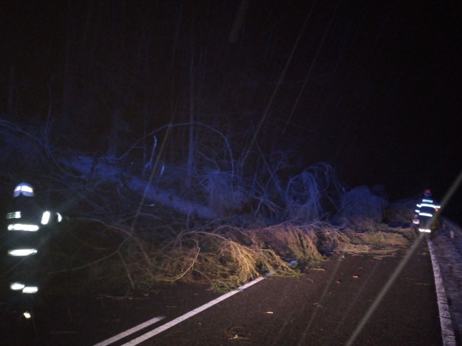 TP Sucovršice, strom.jpg