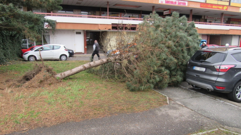 TP strom na OA, E. Beneše, HK (1).JPG