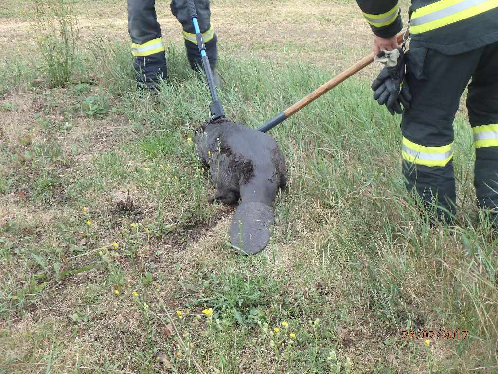 TP_bobr_v_bazenu_Pnovice