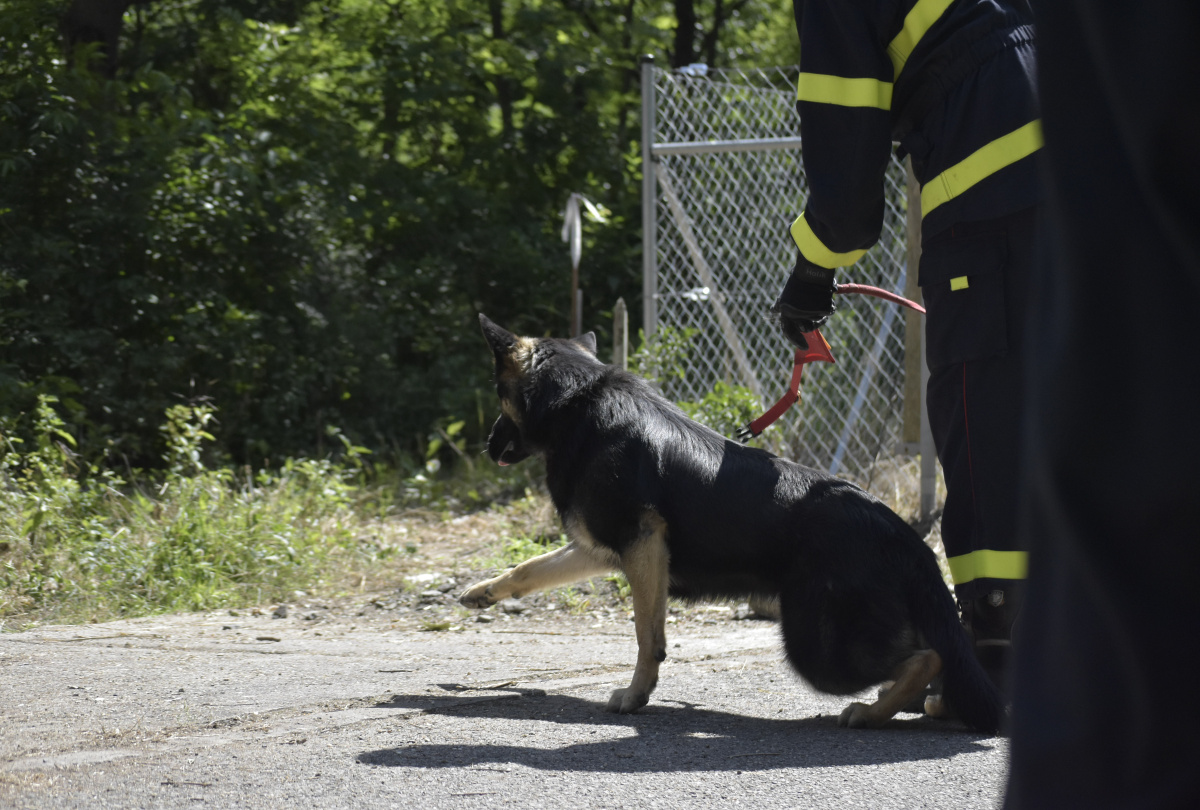 Výcvik kynologů zaměřený na sutinové vyhledávání ve výcvikovém prostoru Poštorná – Boří les