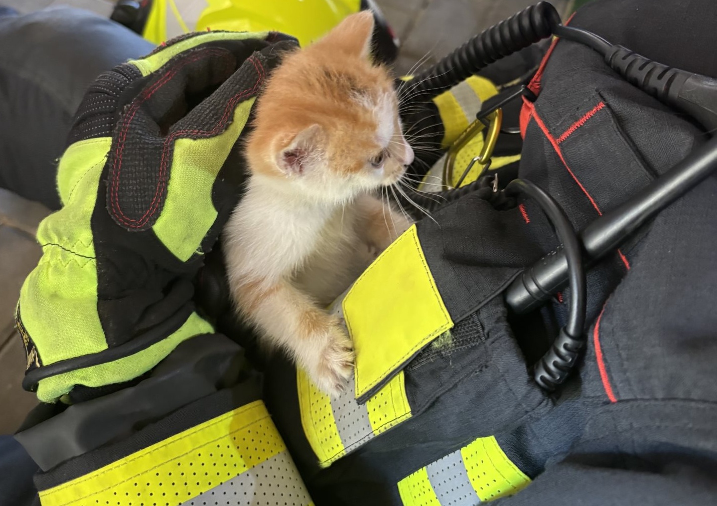 Záchrana kotěte, Liberec