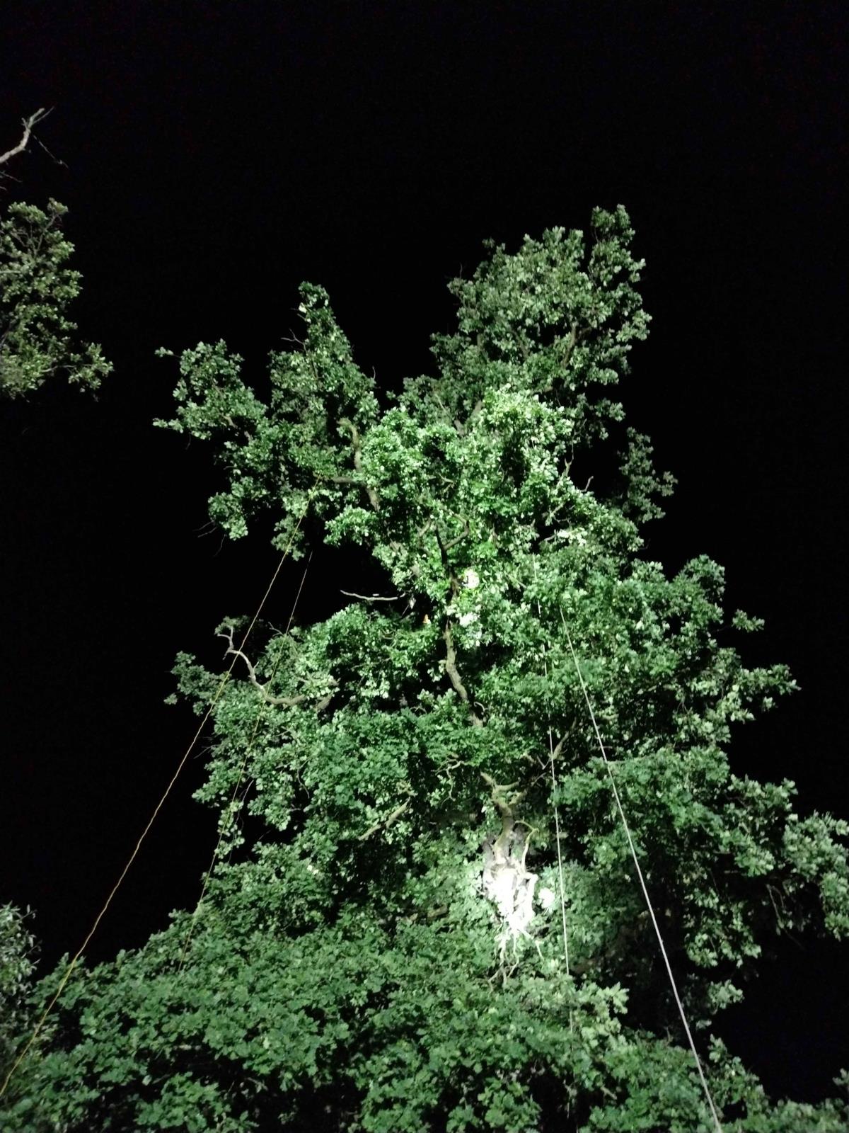 Záchrana papouška (1).jpg