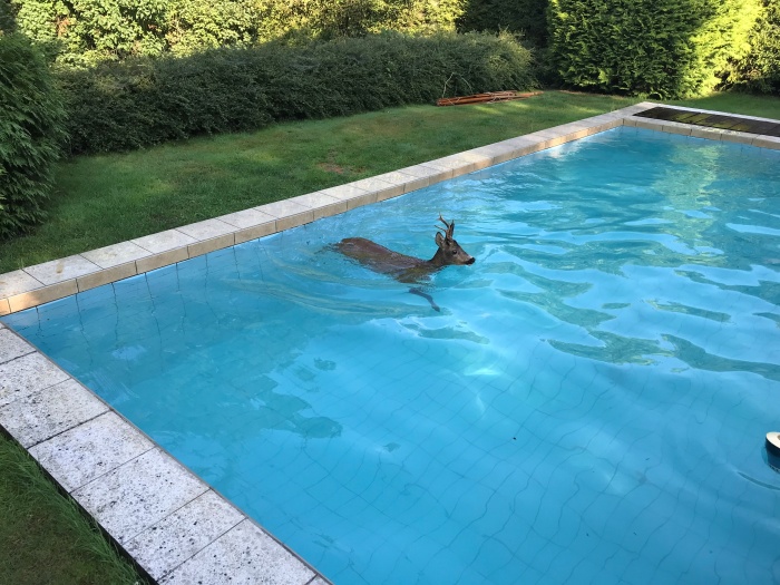 Záchrana srnce z bazénu_MSK.jpg