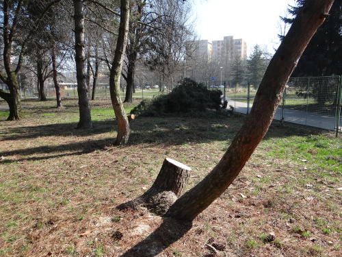boroviceskolkaOstrava (25).JPG
