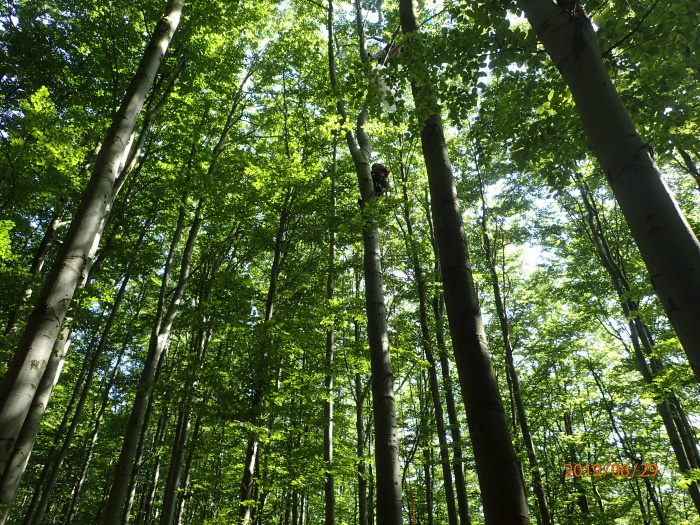 bukparaglidistaKrasna (1 FM) (1).JPG