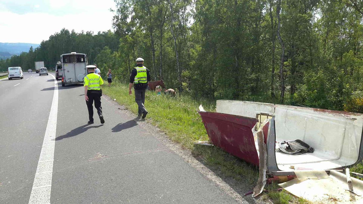koně.jpg
