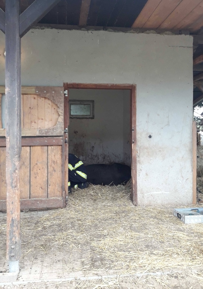 kůň ve stáji (2).jpg