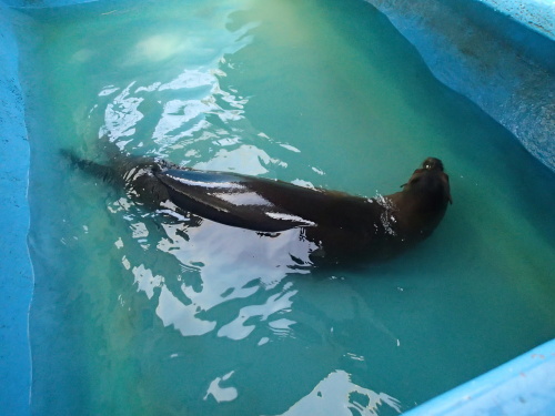 lachtanvodaKarvina (3).JPG