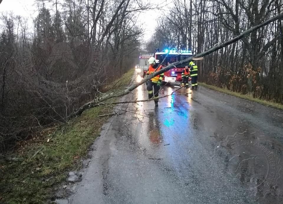 odstranění stromu
