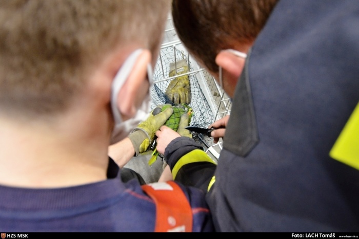 papousekhalaPetrvald (7).jpg