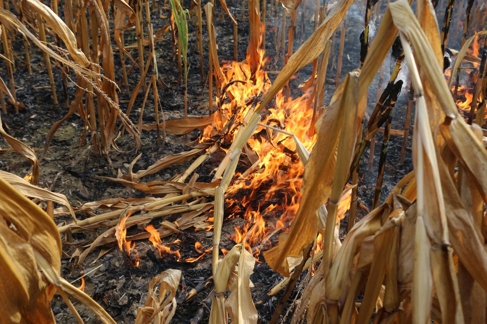 polní požár kukuřice - Šternberk 10.9.2018