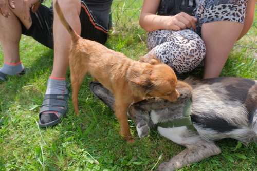 pozarRDpesSkotnice (2).JPG