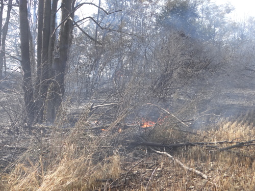 pozarjecmenlesFulnek (NJ) (3).JPG