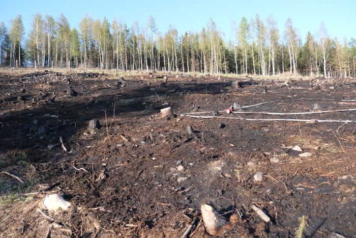 pozarlesKrasov (4).JPG