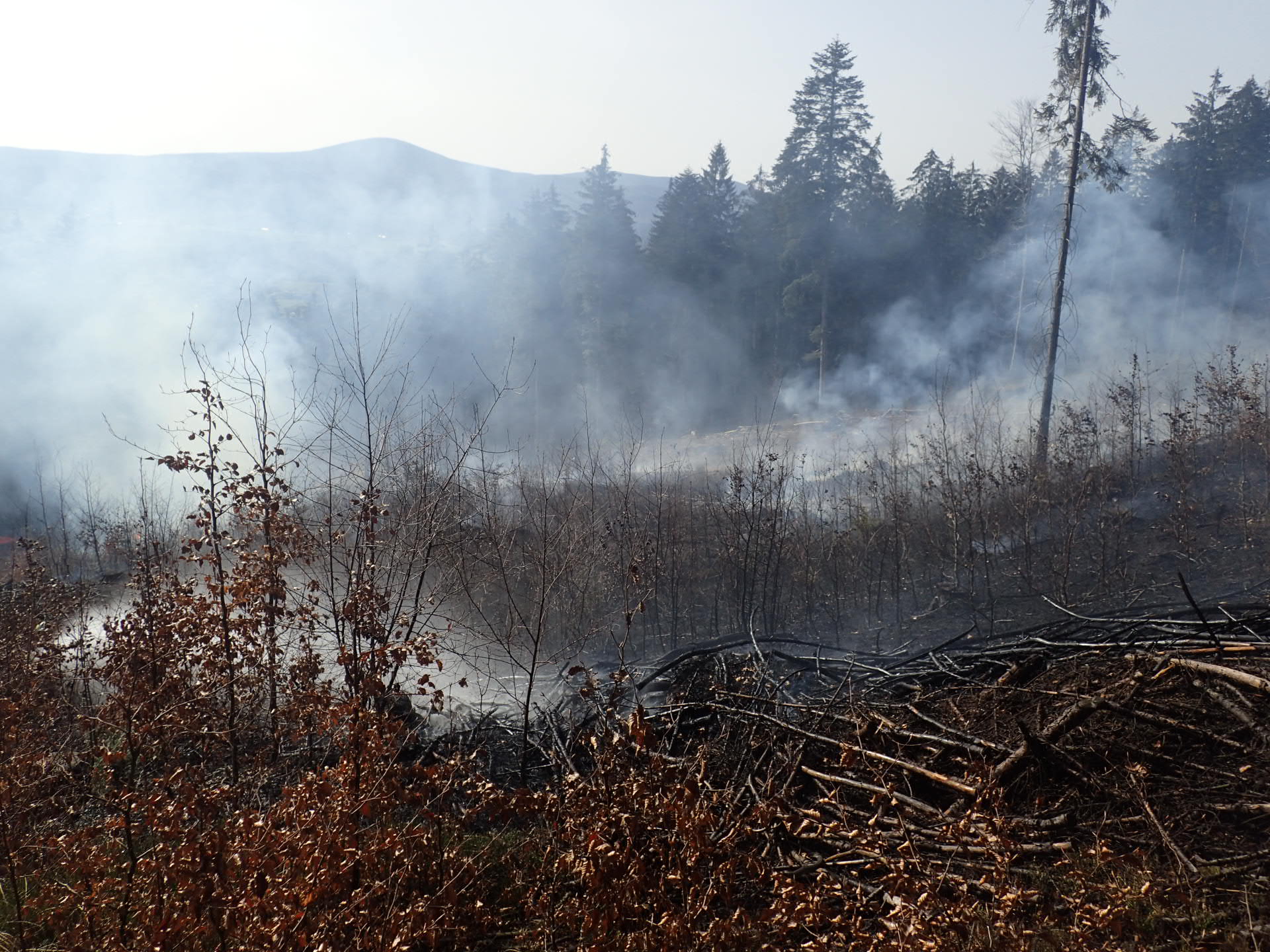 pozarlesNavsi (2).JPG