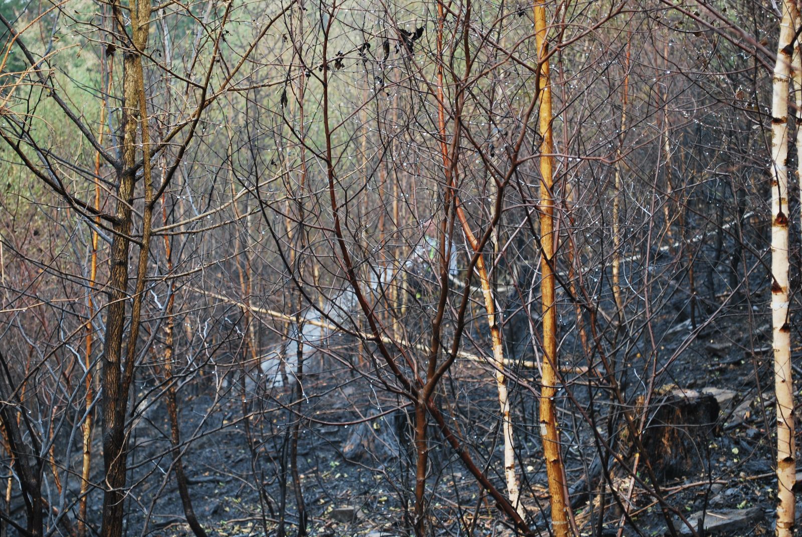 pozarlesSpalov/pozarlesSpalov (10).JPG