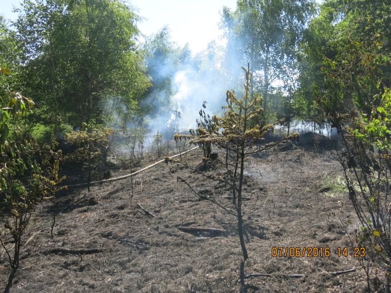 pozarlesStribrnykopec (20).jpg