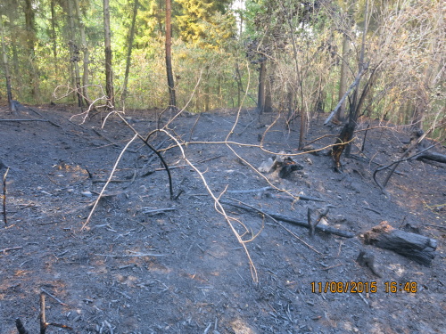 pozarlesstrnisteSlezskeRudoltice (2).JPG