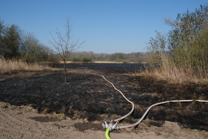 pozarstromyrakosiBrumovice (2).JPG