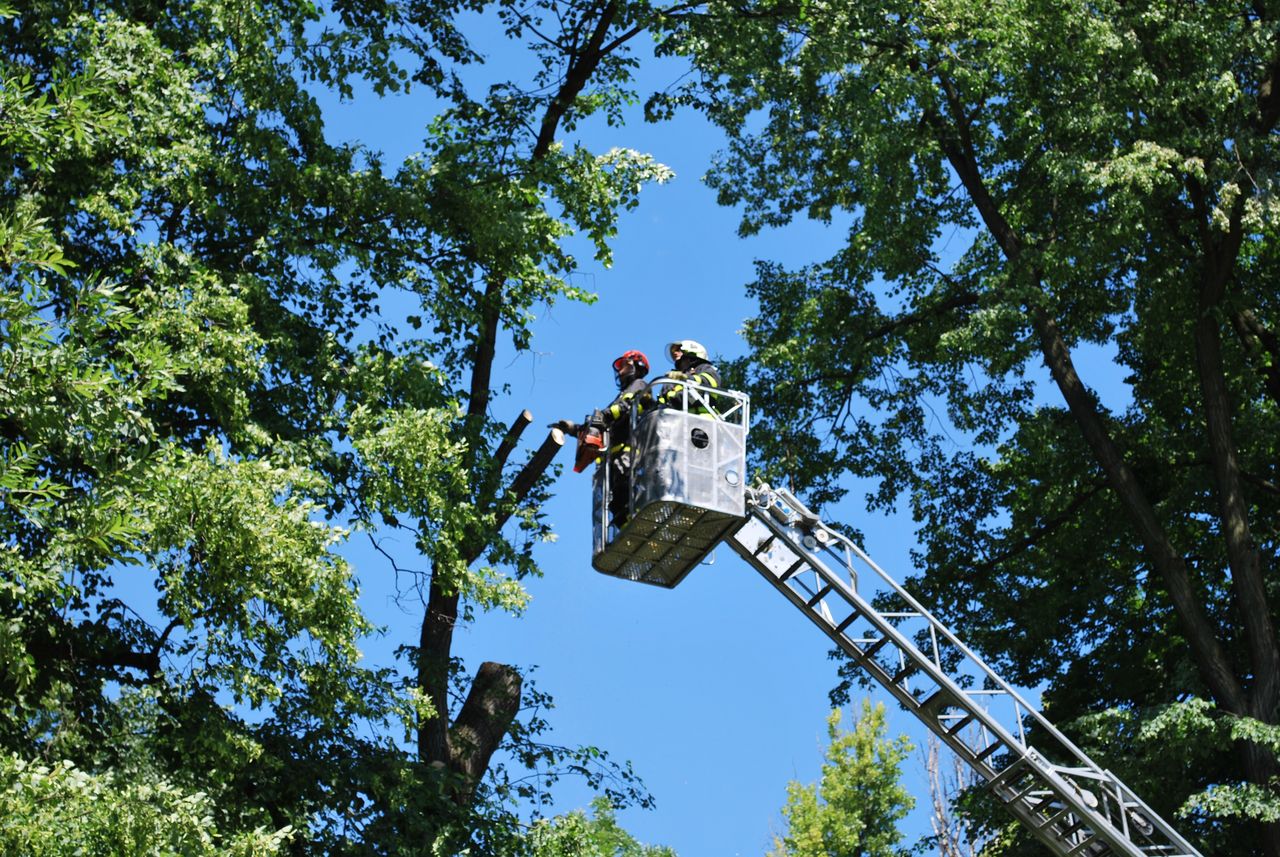 rezanistromMosnov (13).JPG