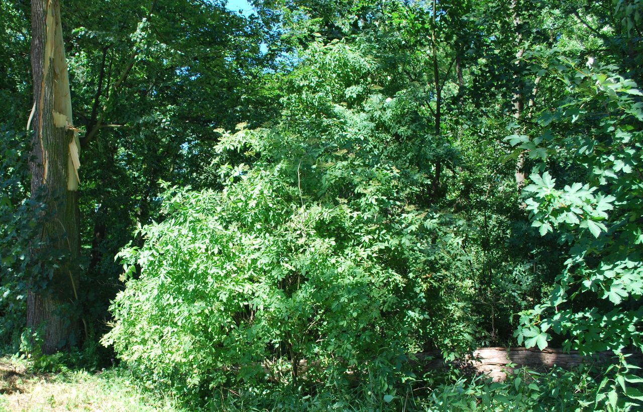 rezanistromMosnov (2).JPG