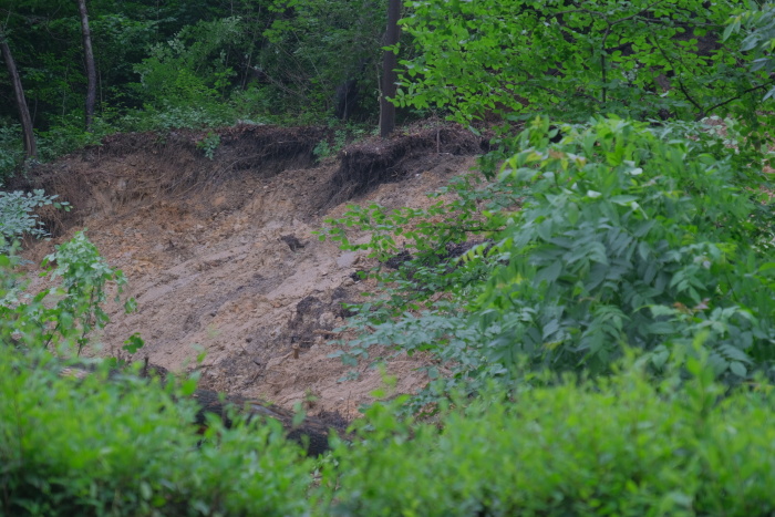 sesuvstromyKoprivnice (12).JPG