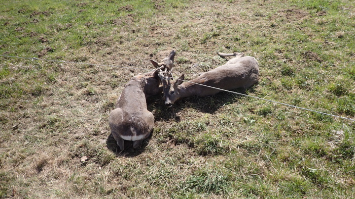 srnciohradnikCeskyTesin (1).JPG