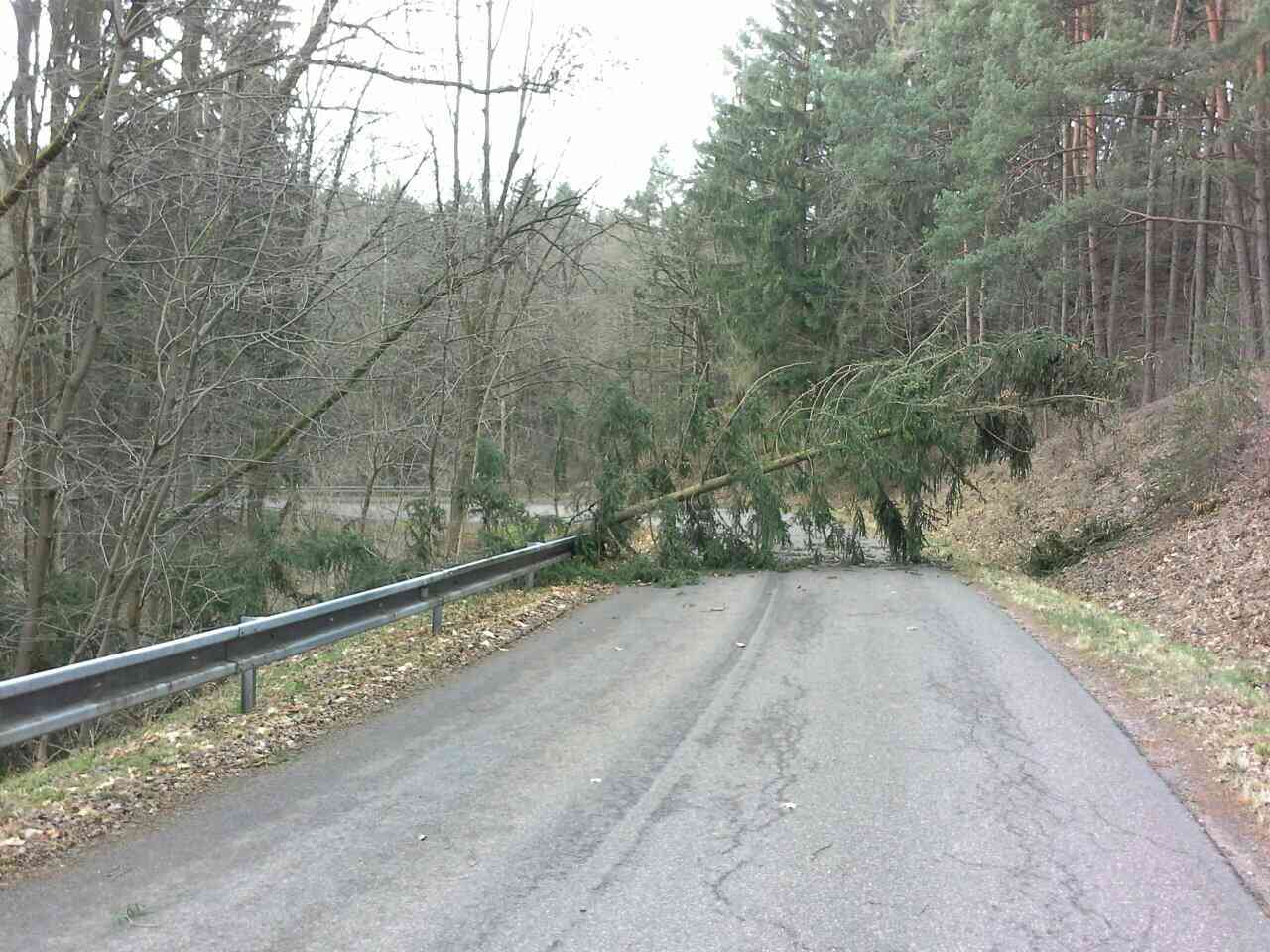 strom.jpg