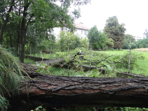 strom2akatymenirnaOstrava (4).JPG