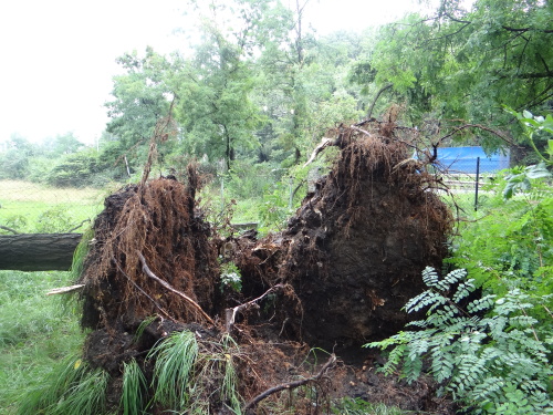 strom2akatymenirnaOstrava (6).JPG