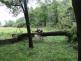 strom2akatymenirnaOstrava (8)