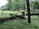 strom2akatymenirnaOstrava (9)