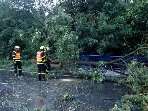 stromStaraVesuBilovce (1).JPG