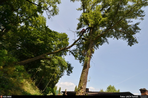 stromkacenihristeKoblov (1 OV).JPG