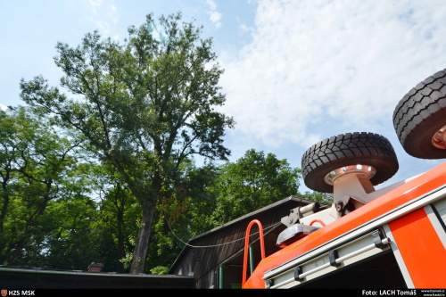 stromkacenihristeKoblov (5).JPG