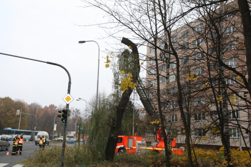 stromosvetlenirezaniOstrava (18).jpg