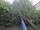 stromplotJosefaLady_Ostrava (2)