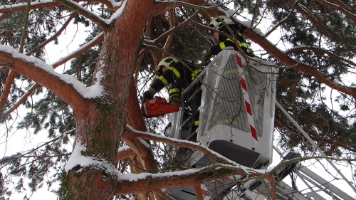 stromrezaniOstravaZabreh (17).JPG