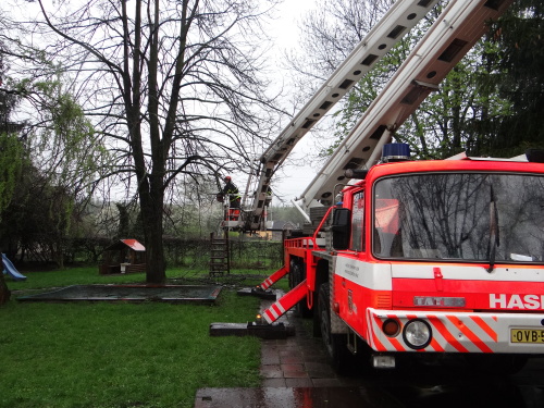 stromy2kaceniskolkaKuncice (OV) (4).JPG