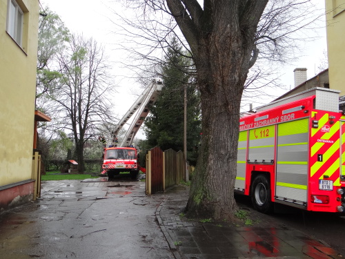 stromy2kaceniskolkaKuncice (OV) (5).JPG