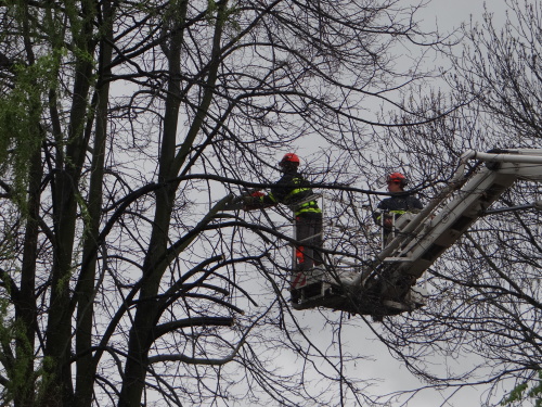 stromy2kaceniskolkaKuncice (OV) (8).JPG