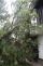 stromy3xRD_Vendryne (2)