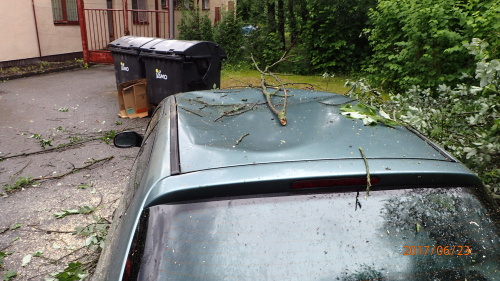 stromyautorezaniOrlova (5).JPG