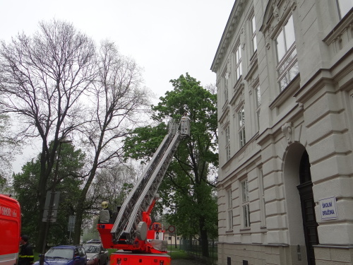 vcelylikvidaceskolaOstrava (1).JPG