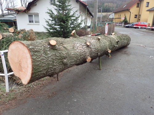vitrRDstromNoveSedlice (8).JPG