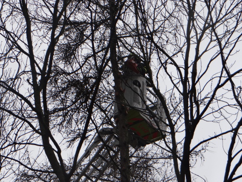 vitrmodrinBelskylesOV (8).JPG